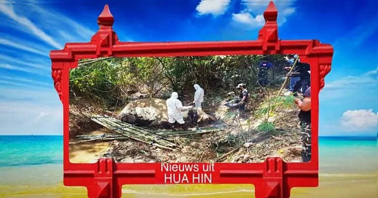 In Hua Hin werd een dode wilde olifant in een stroompje aangetroffen
