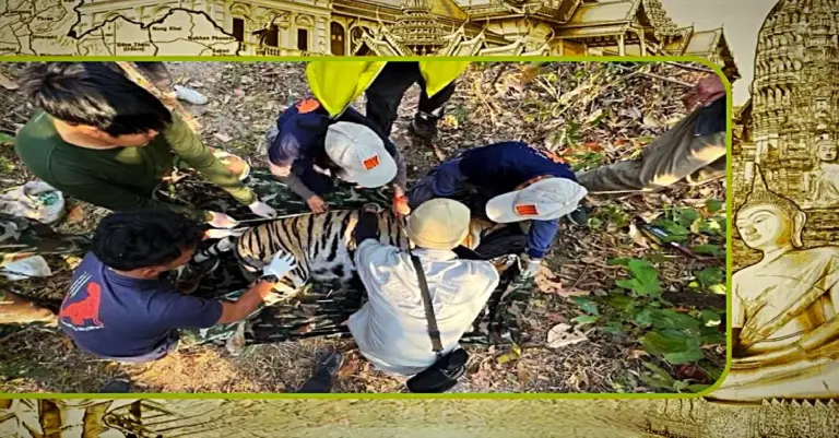 Gewonde tijger in Kamphaeng Phet gevangen