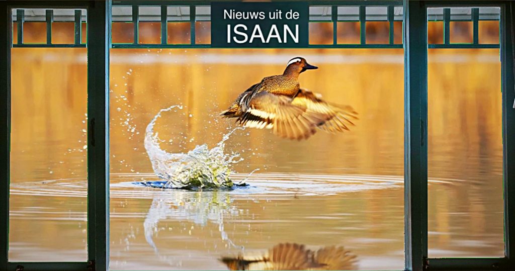 De Garganey-eenden genieten van de moerassen in Noordoost-Thailand voordat ze naar Europa vliegen