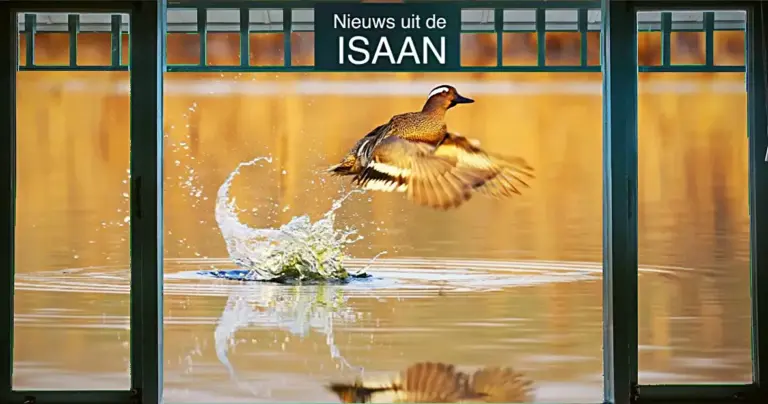 De Garganey-eenden genieten van de moerassen in Noordoost-Thailand voordat ze naar Europa vliegen