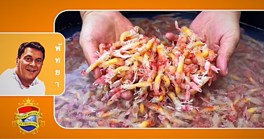 Vissers in Oost-Thailand grijpen hun gouden kans als een school bidsprinkhaan-garnalen zich laat zien