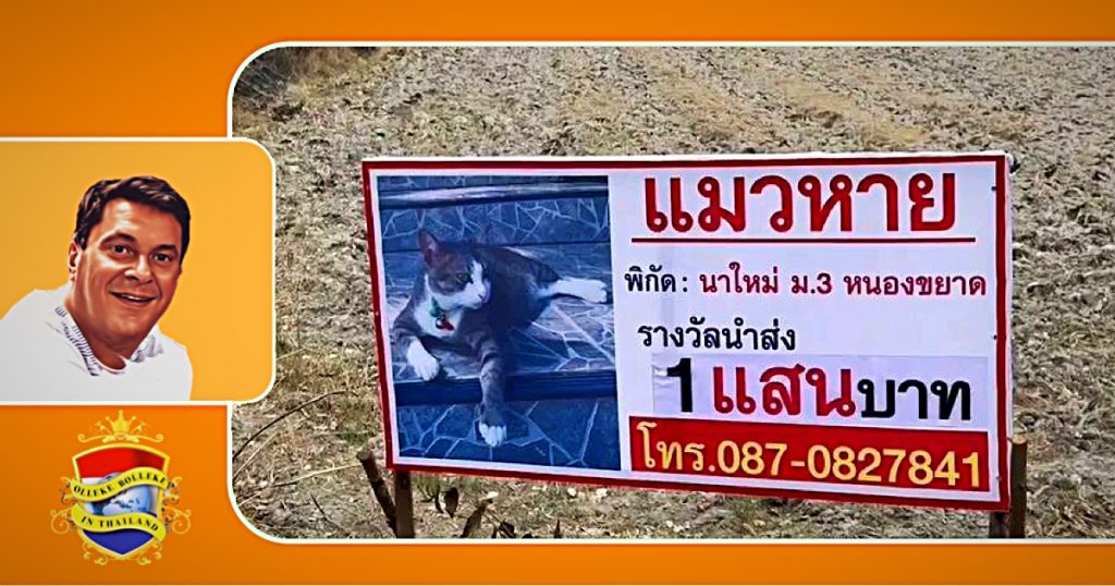 Bejaarde vrouw in Oost-Thailand biedt beloning van 100,000 baht aan voor vermiste kat, Nong Mee Meaw