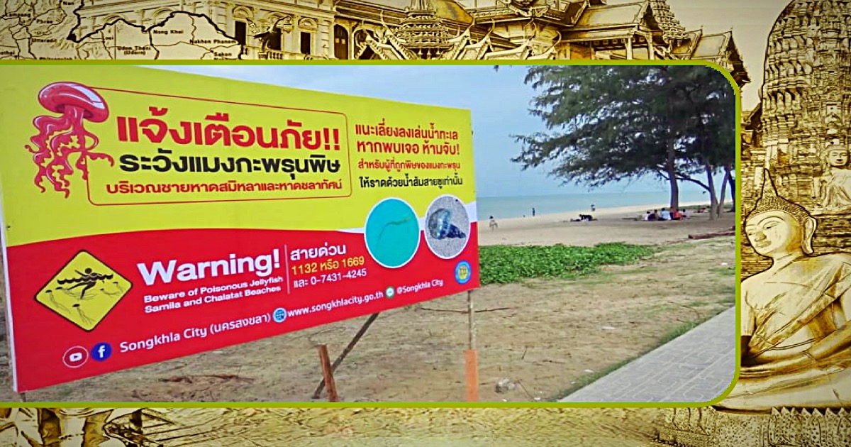 Waarschuwing voor dodelijke kwallen in Zuid-Thailand, met name in Songkhla