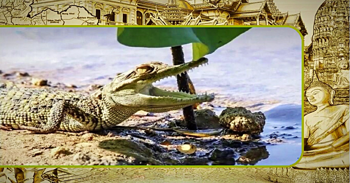 Zeldzame Siamese krokodillenjongen in Noord-Thailand gespot