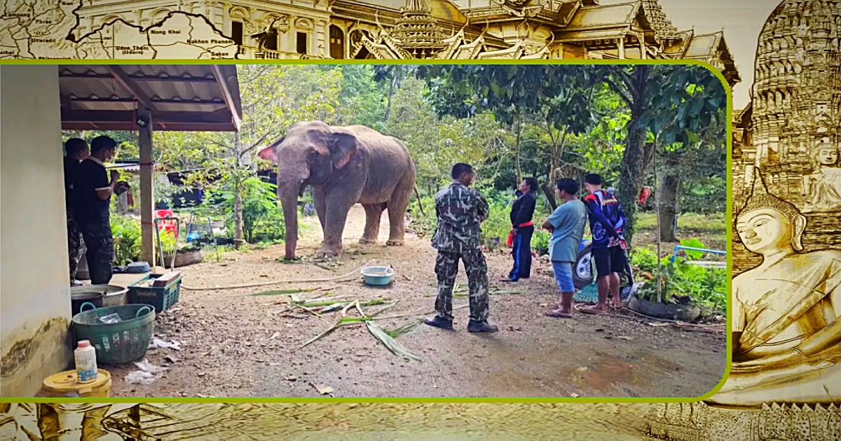 De ommekeer in Thailand | TAT werkt samen met WWF voor olifantvriendelijke reizen