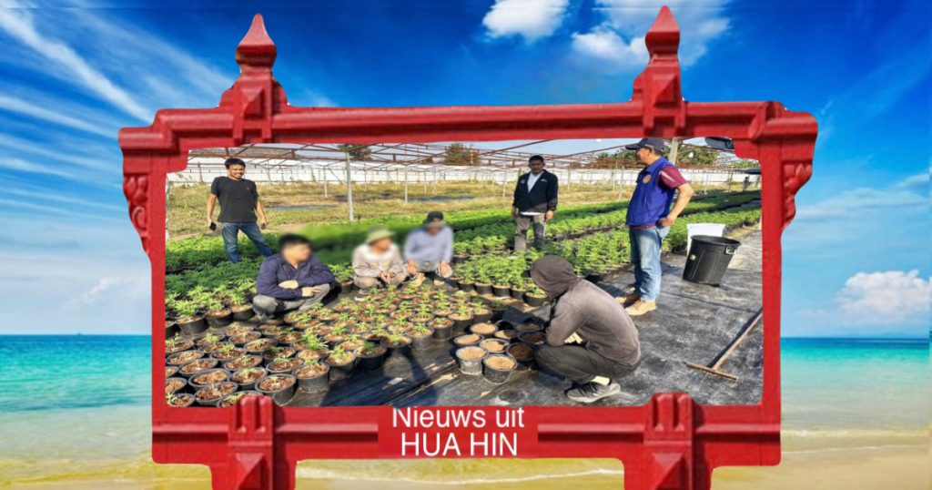 15 Vietnamezen op een cannabis-kwekerij in Phetchaburi gearresteerd 