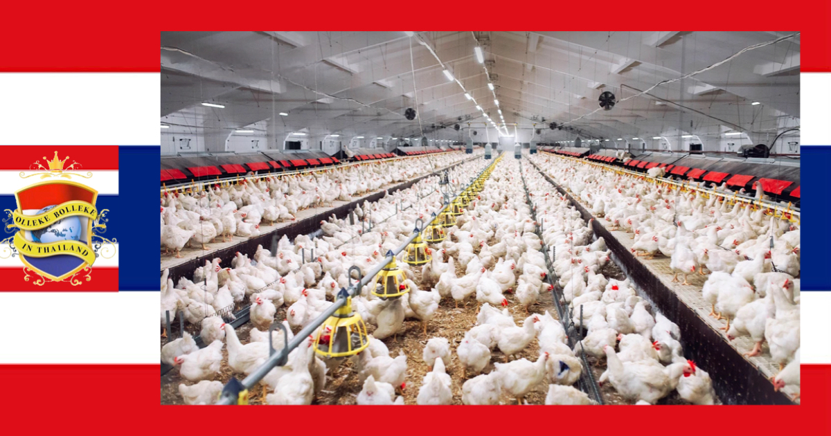 Thailand is de op twee na grootste kippenexporteur ter wereld en genereert een omzet van 100 miljard baht 