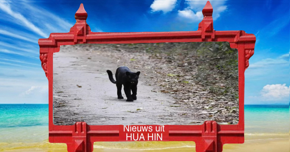 Toerist zag een zeldzame zwarte panter op slecht 1,5 uur rijden van Hua Hin