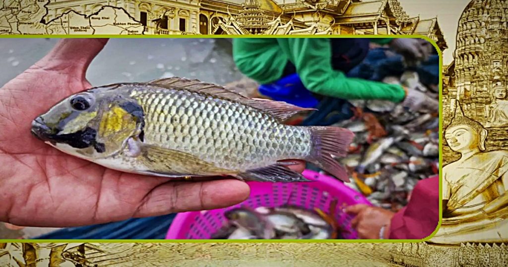 Thailand haalt alles uit de kast uitheemse vissoorten uit de Thaise wateren te bannen