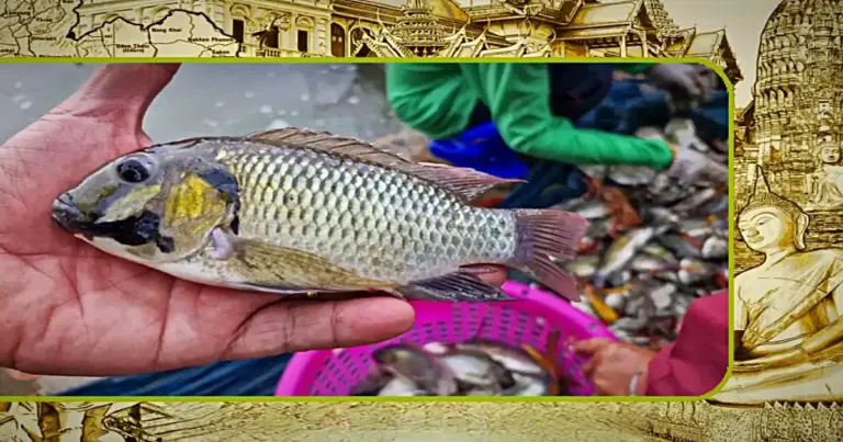 Thailand haalt alles uit de kast uitheemse vissoorten uit de Thaise wateren te bannen