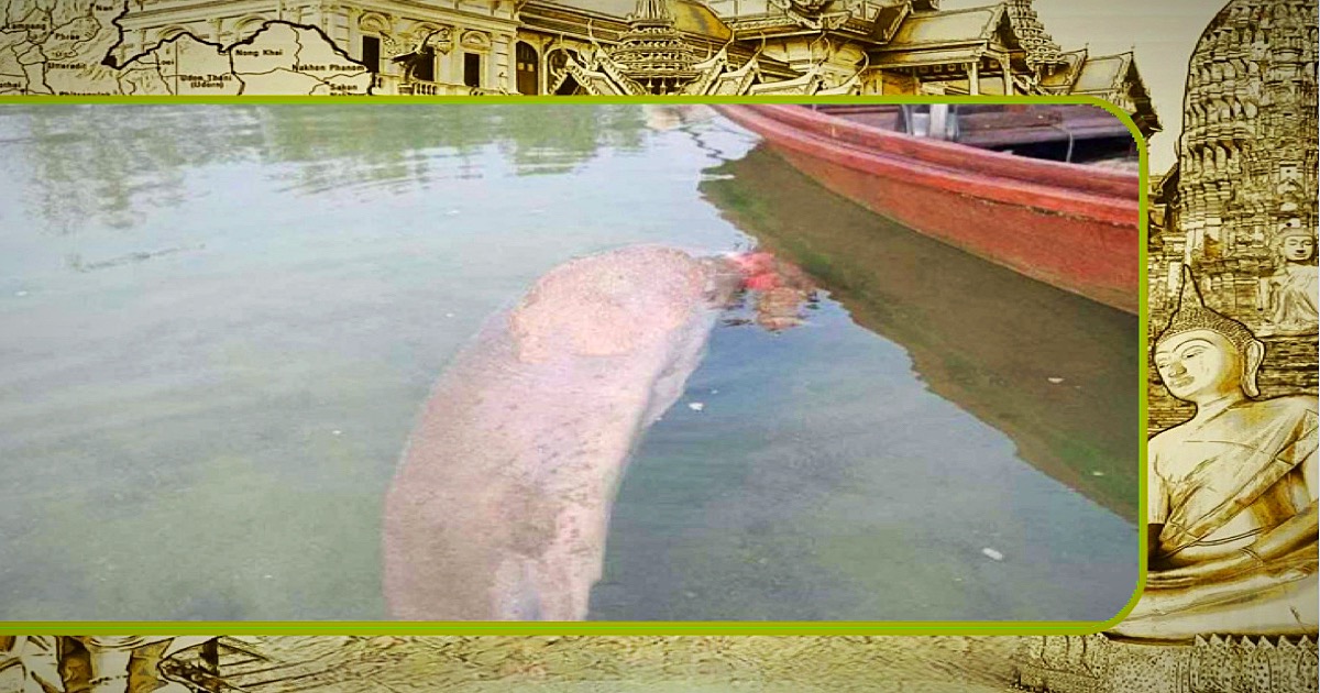 Een zieke doejong doet de alarmbellen van Thailand rinkelen, het tekort van zeegras brengt deze zoogdieren in gevaar