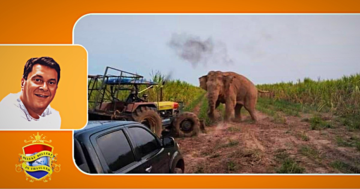 Een van de meeste beruchte olifant in Oost-Thailand gevangen en ver in de jungle vrijgelaten 