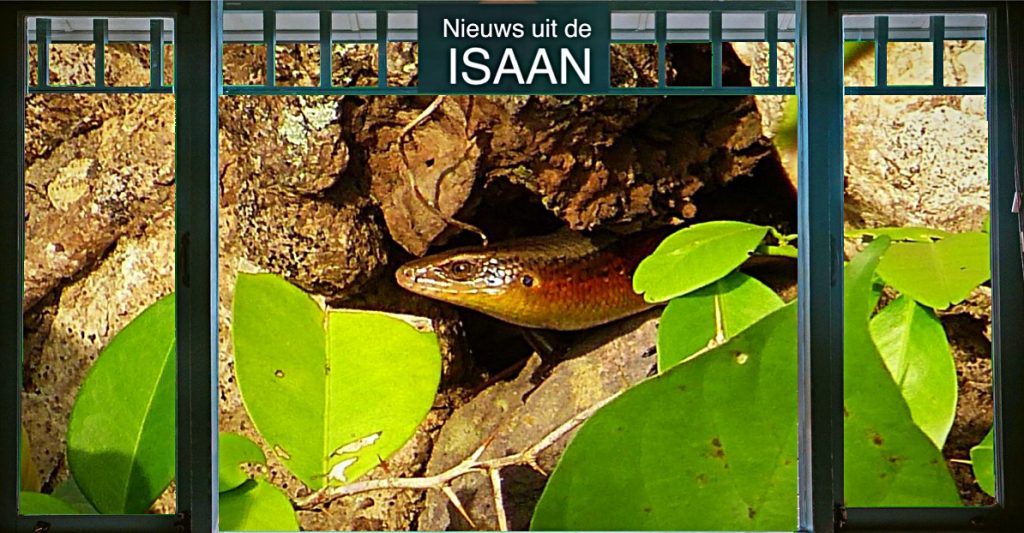 Man in Noordoost-Thailand vraagt zich af: het glibberig, lang, groen en heeft korte pootjes, rara wat is dat? 