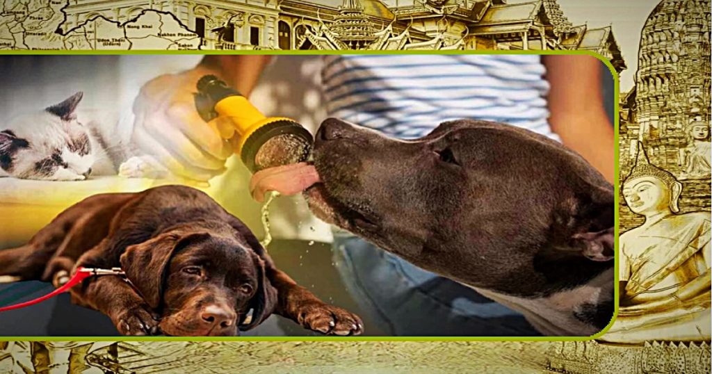 Het risico op een hitteberoerte bij huisdieren in Thailand neemt toe, neem tijdig preventieve maatregelen!