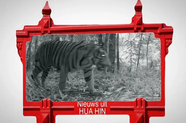 Nieuwe tijger in Kaeng Krachan National Park in Phetchaburi gespot