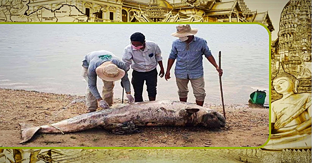 Volgens een recentelijk rapport wordt een vijfde van alle vissoorten in de Mekong-rivier met uitsterven bedreigd