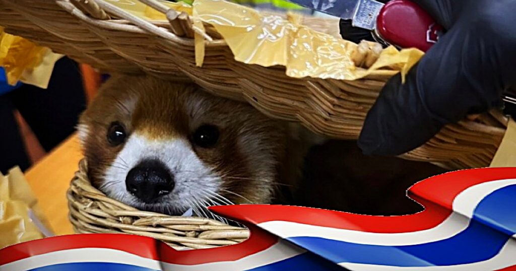 Thaise douane op Suvarnabhumi Airport pakt bende Indiase dierensmokkelaars op