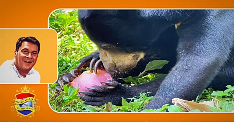 🎥 | De dieren in de dierentuin van Chonburi krijgen ijs-lollies om de intense hitte te trotseren!