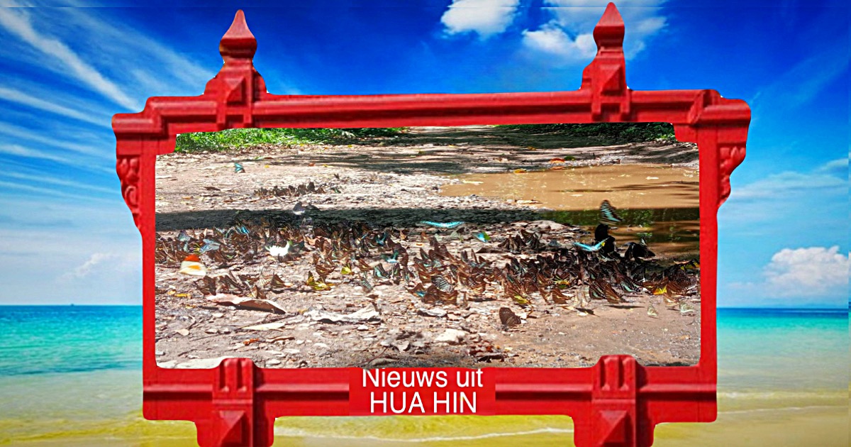 🎥 | Het vlinderseizoen is nabij Hua Hin te aanschouwen 