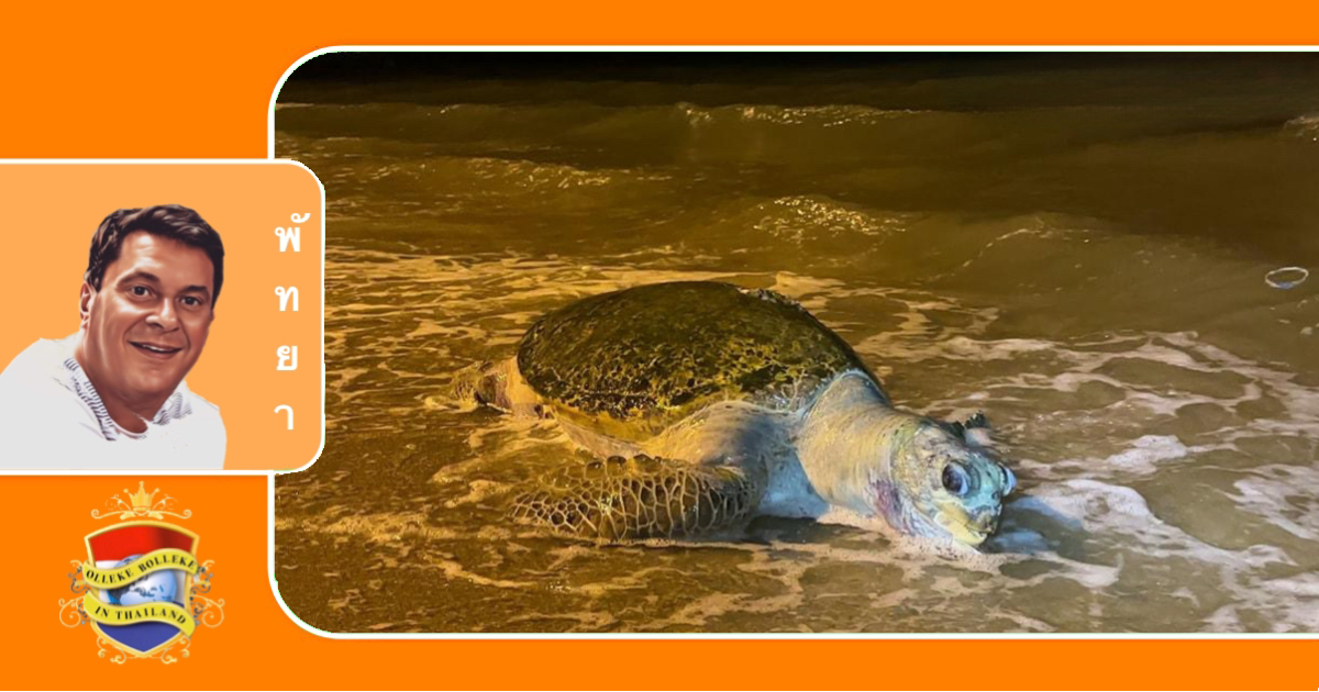 Dode zeeschildpad op het strand van Jomtien aangespoeld