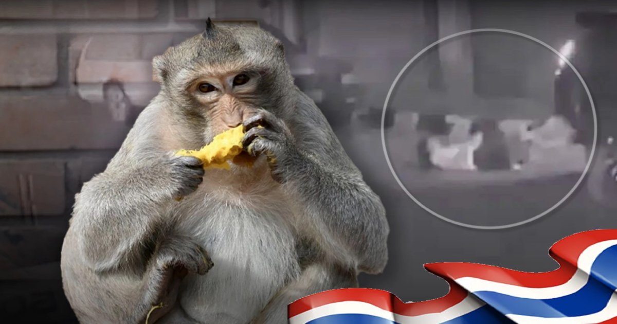 Kabinet van Thailand keurt compensatie voor slachtoffers van apenaanvallen goed