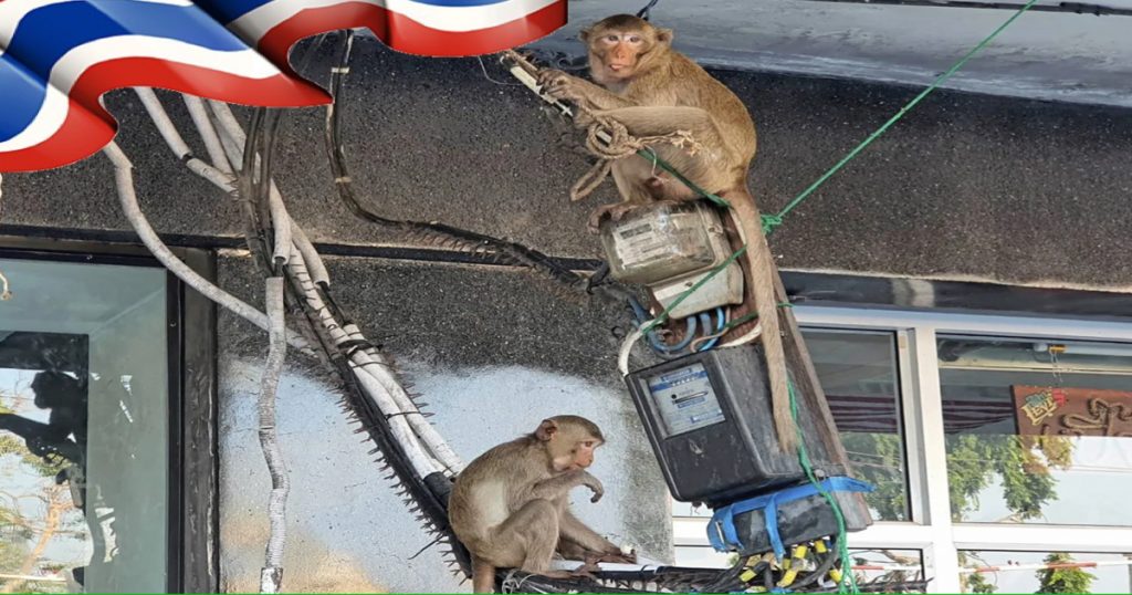 In het centraal gelegen Thailand is het in Lopburi vandaag D-Day, de eerste arrestaties van de apenbende in Lopburi is een feit