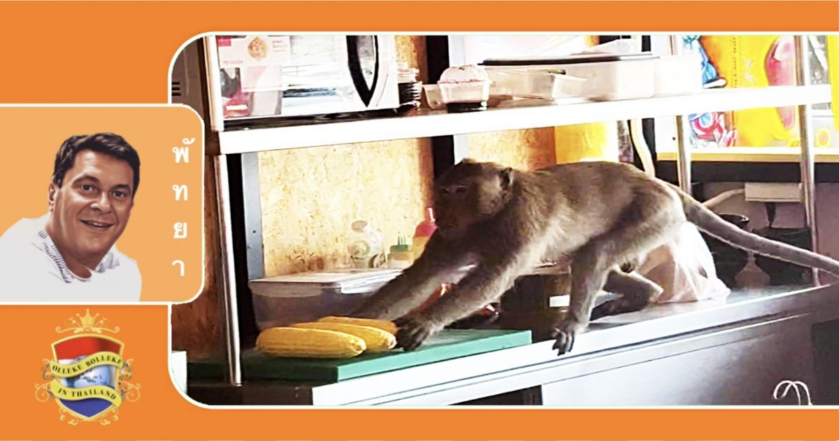 Dekselse aap steelt op de haverklap voedsel uit een ramenrestaurant in Jomtien, deze dief moet zo snel mogelijk achter de tralies