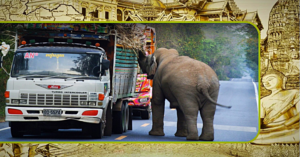 Er zijn dynamische oplossingen nodig om een ​​einde te maken aan de conflicten tussen mens en wilde olifant in Thailand