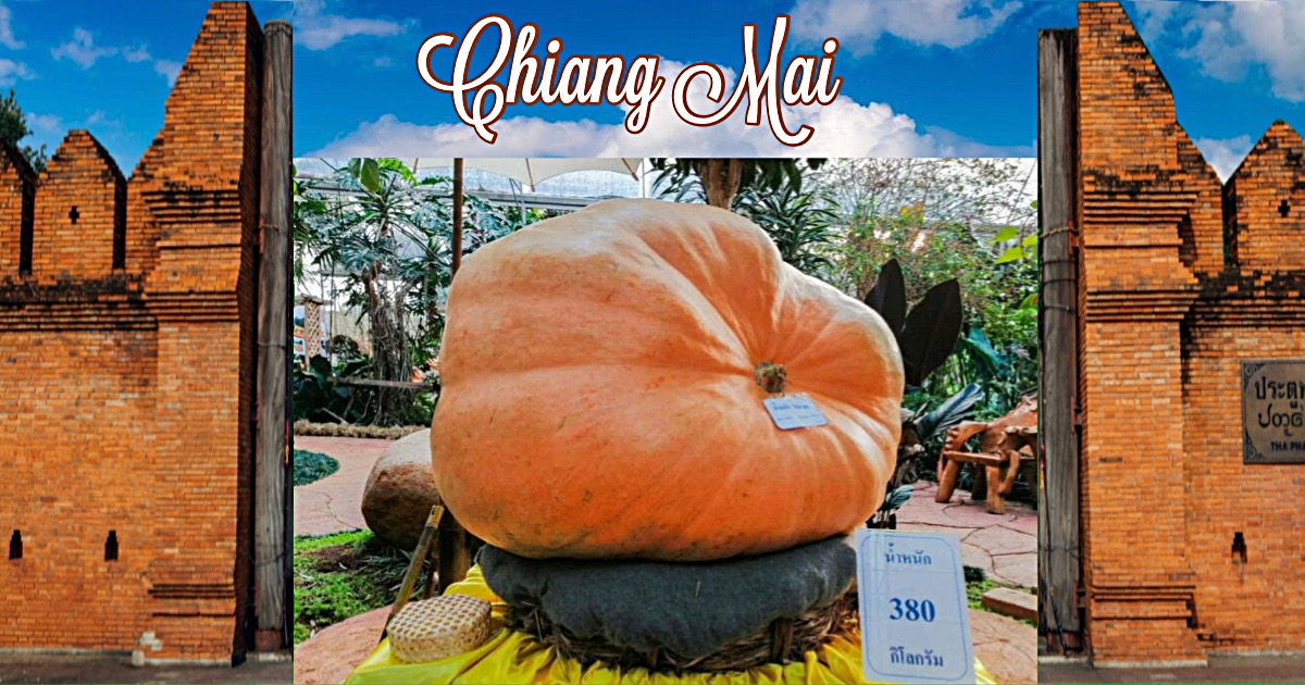 De grootste pompoen van Thailand weegt 380 kilo en is in Chiang Mai gekweekt