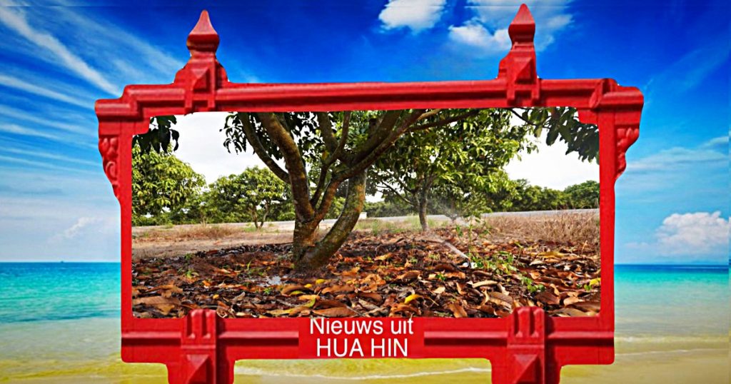 De toenemende hitte en droogte bedreigt de mangoteelt in de provincie Prachuap Khiri Khan