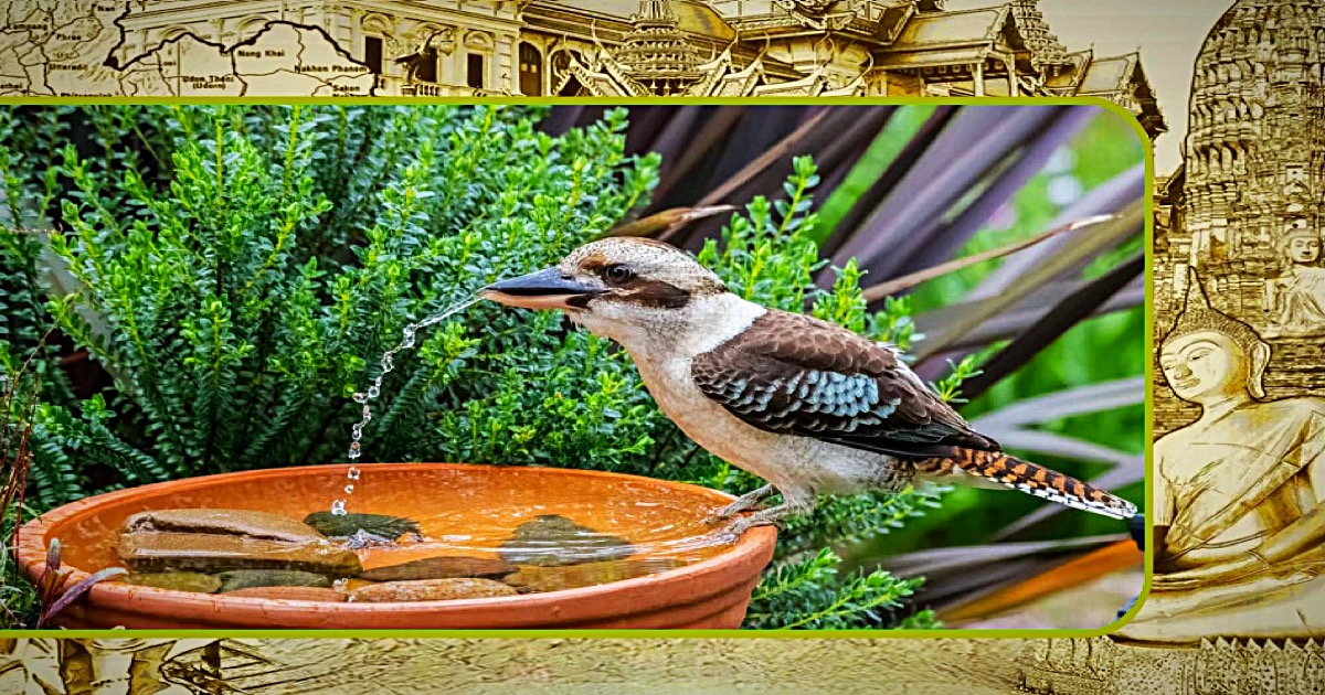 HELP onze gevederde vrienden in Thailand de zomer door