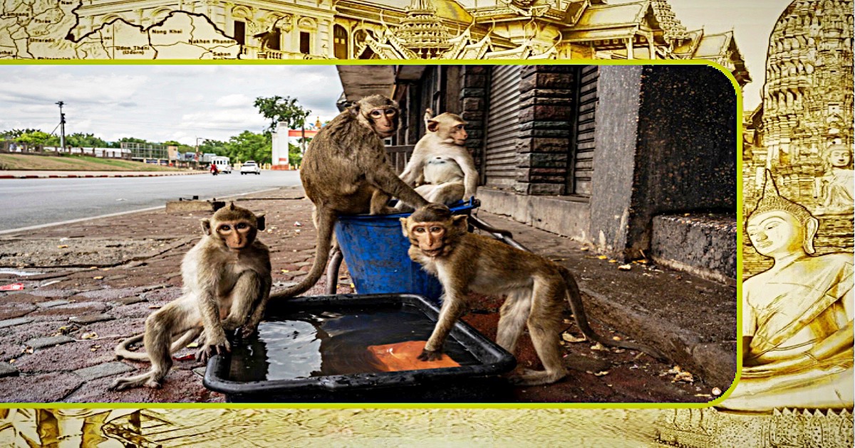 De tweede fase van de verhuizing van makaken in Thailand gaat van start in het historische park