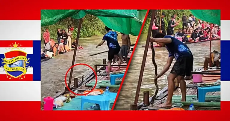 🎥 | Toeristen op het vlot van Chiang Rai schrikken zich een rotje terwijl de lokale bevolking de koningscobra probeert te vangen