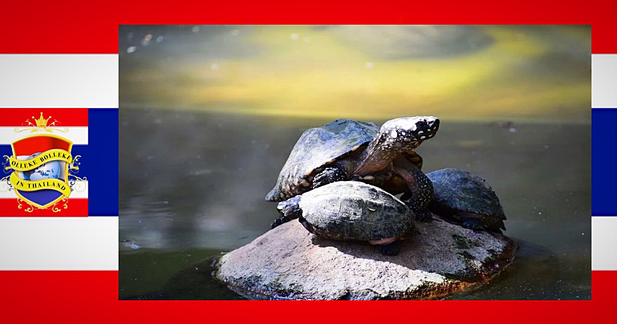 Mysterieuze steenschildpad in een Thais cassave veld brengt het hoofd op hol bij gelukszoekers