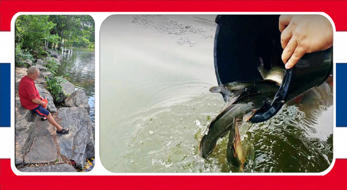 Het ministerie van visserij in Thailand noemt het vrijlaten buitenlandse soorten vis om Songkran te vieren een ernstige zonde maar het voeren is toegestaan 