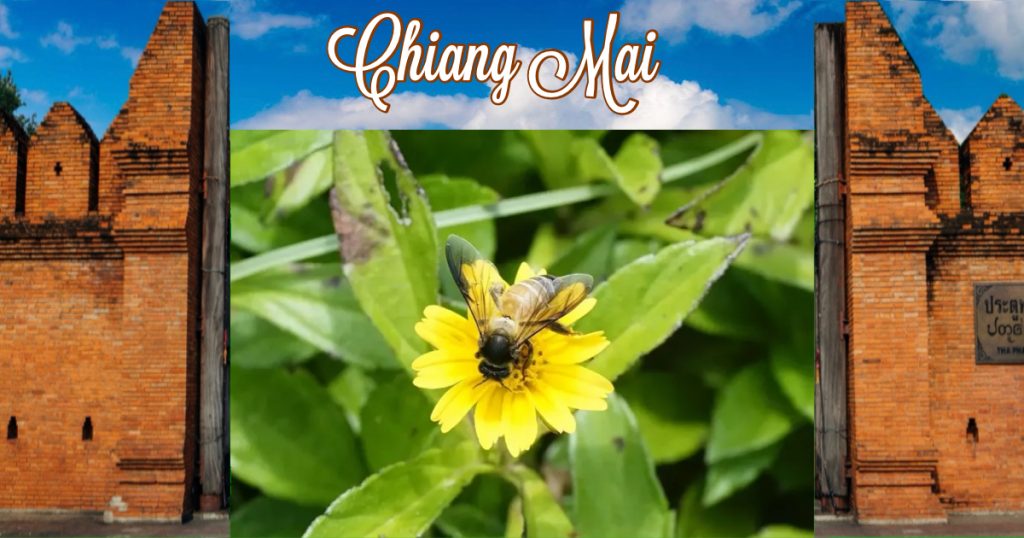 Autoriteiten uit Noord-Thailand melden de aanwezigheid van gigantische honingbijen uit het Himalaya gebergte