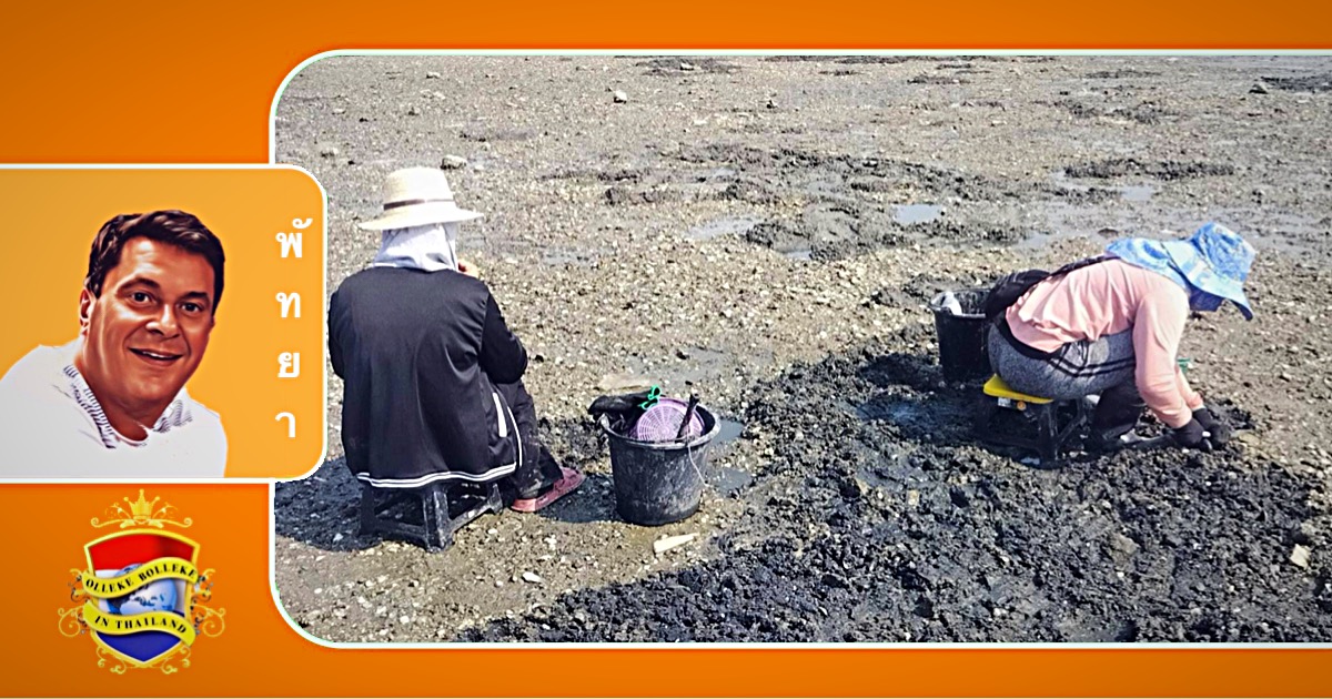 De toevloed van venusschelpen veroorzaakt waanzin langs de kustlijn van Sri Racha