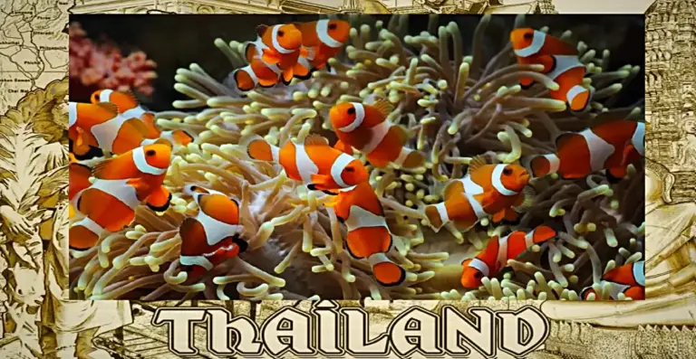 Volgens een zeebioloog in Thailand zorgen de opwarmende zee voor de dood van Anemoon vissen