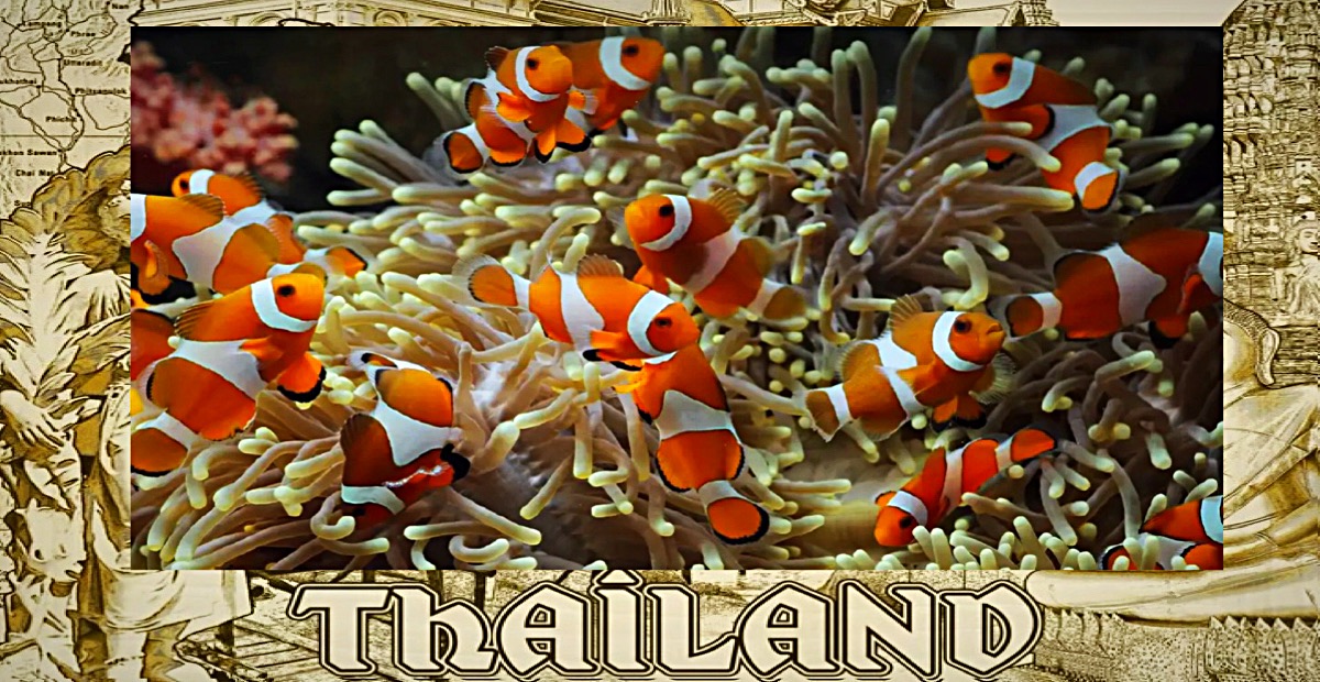 Volgens een zeebioloog in Thailand zorgen de opwarmende zee voor de dood van Anemoon vissen