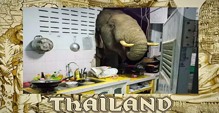 De verontrustende trend van wilde olifantenaanvallen baart in Thailand zorgen
