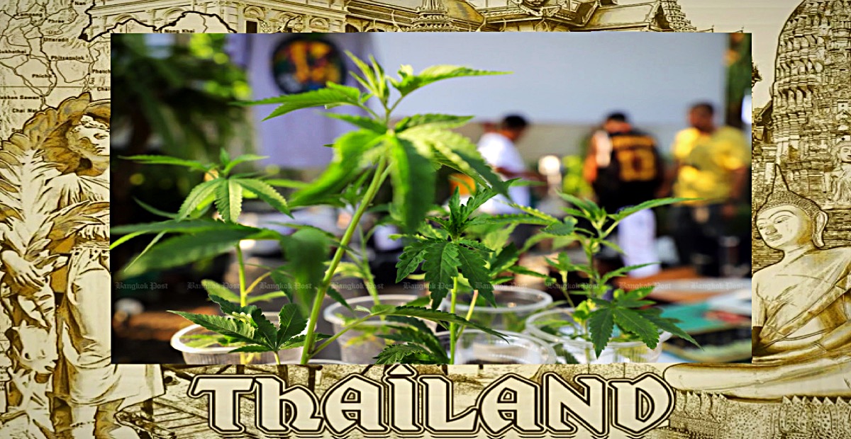 De nieuwe minister van volksgezondheid in Thailand wilt het cannabis gebruik niet direct criminaliseren