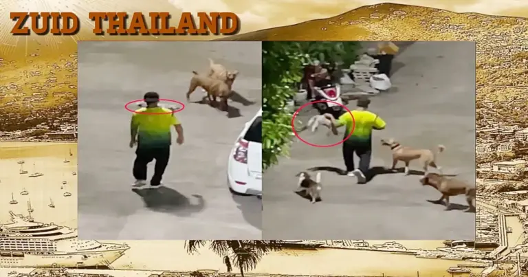 Thaise politieagent in Phuket  beschuldigd van brute mishandeling van kat
