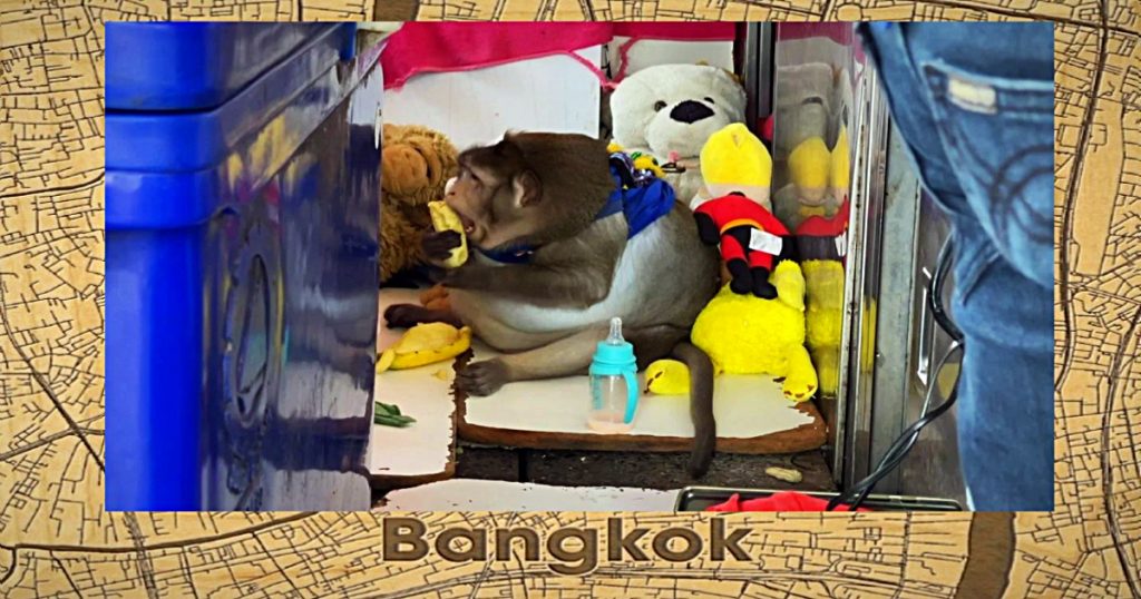 🎥 | Godzilla, de wereldwijd bekende makaak van Thailand in Bangkok bezweken aan obesitas 