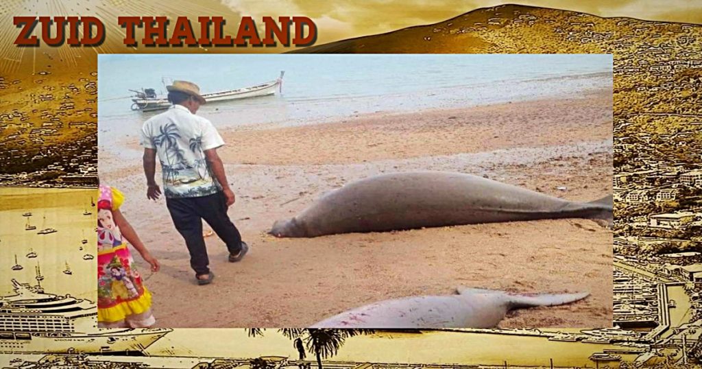 Zeekoeien tijdens het foerageren in Zuid-Thailand gestorven