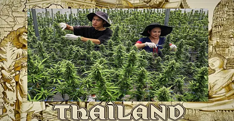 Kabinet van Thailand staat onder druk over het wel of niet criminaliseren van drugs
