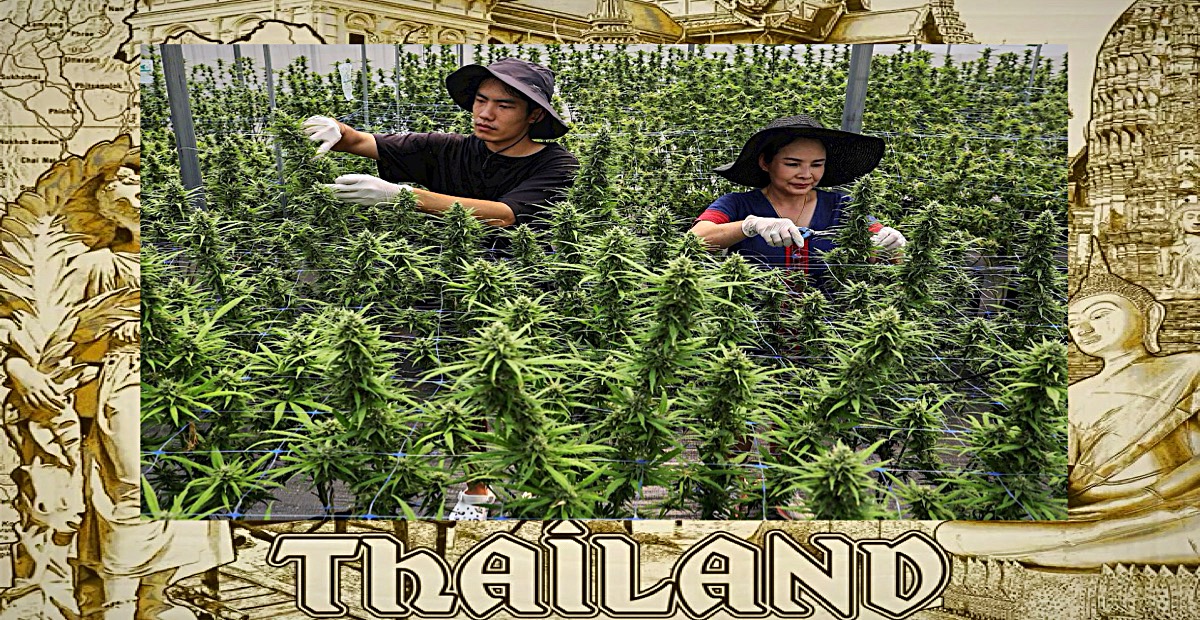 Kabinet van Thailand staat onder druk over het wel of niet criminaliseren van drugs