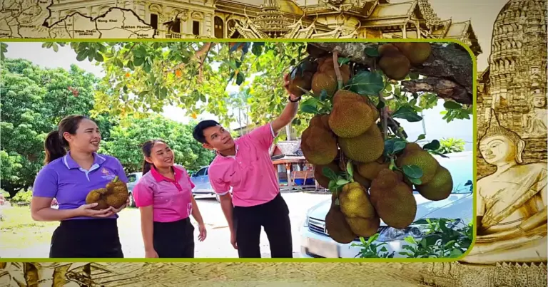 De jackfruit boom in Noord-Thailand draagt ​​amuletvormig fruit en veroorzaakt daarmee een ware loterijkoorts