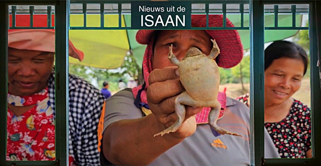 In de regentijd zetten de bewoners in Noordoost-Thailand brulkikkers op het menu