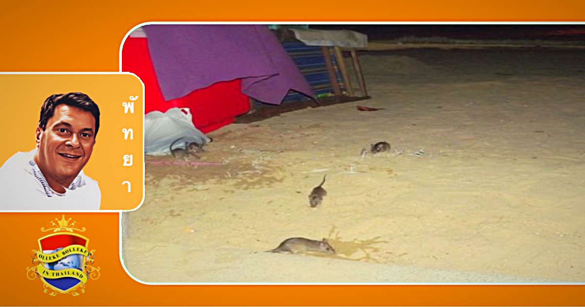 Rattenplaag veroorzaakt een alarm op de stranden van Pattaya en Jomtien