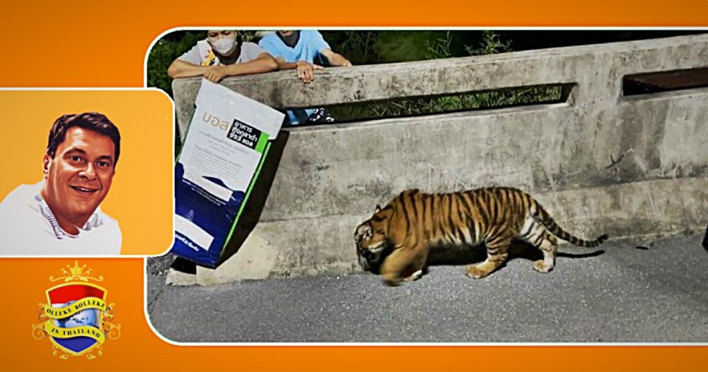 Tijgerwelp kuiert door een dorp in Oost-Thailand, het is gevangen en naar het Conservation Office gebracht voor medische zorg